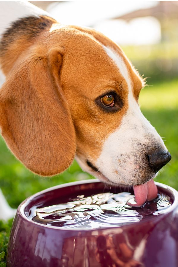 Hydration