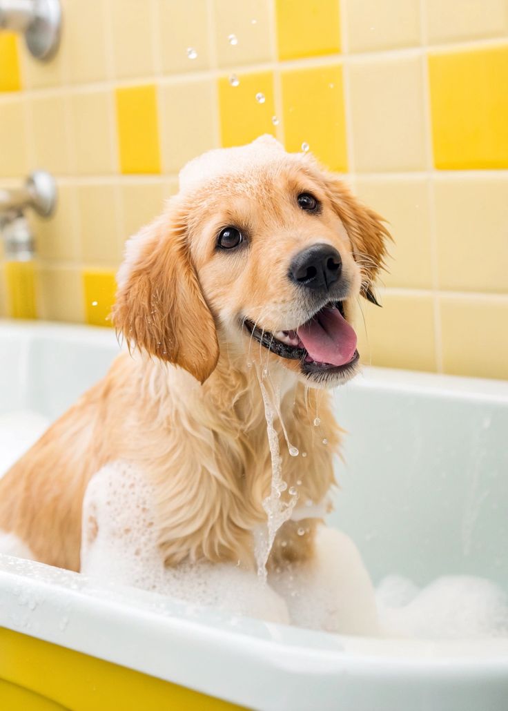 Trending Grooming & Baths Picks - Paw Patrol